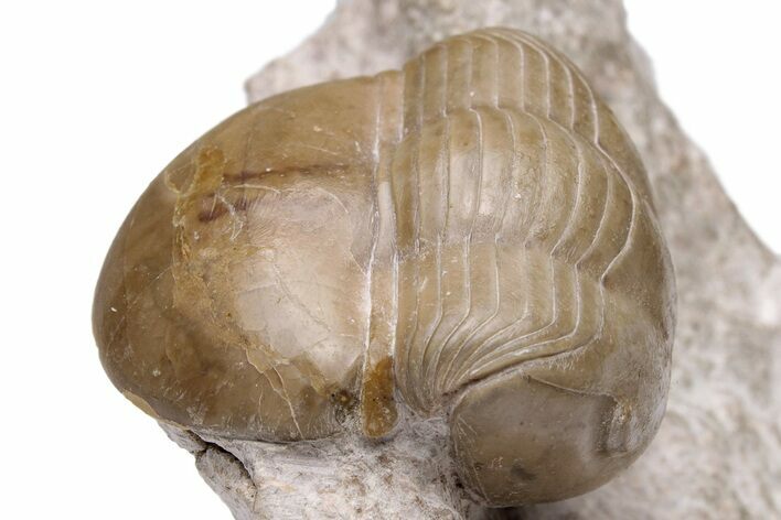 Caramel Colored Dysplanus Trilobite - Russia #224903